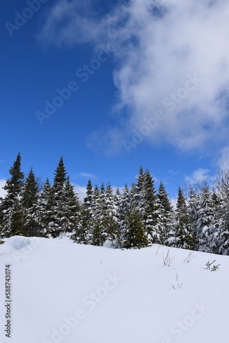 A forest under a blue sky, Sainte-Apolline, Québec, Canada