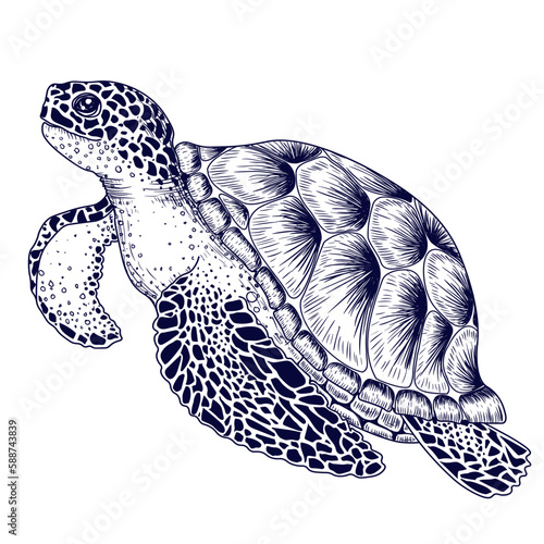 Vector illustration of a sea turtle in engraving style