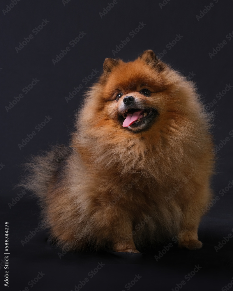 Obraz premium Red-haired Pomeranian spitz dog sits with his tongue hanging out