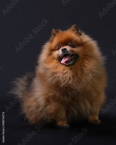 Red-haired Pomeranian spitz dog sits with his tongue hanging out © Alexandr