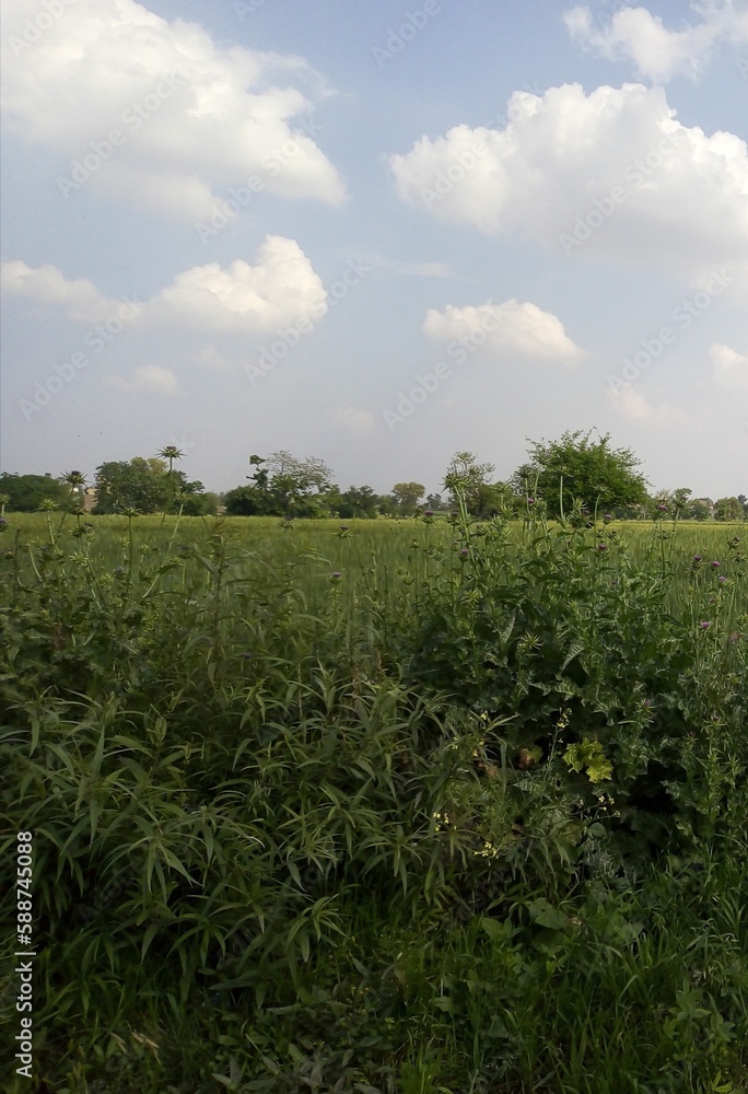 Obraz premium field of corn