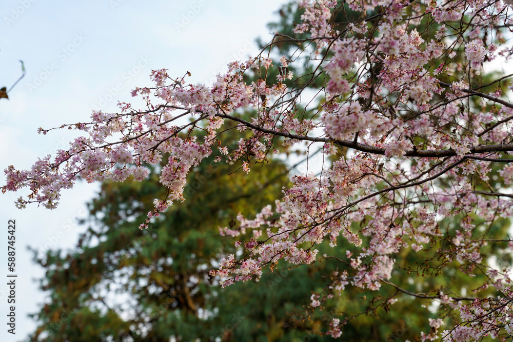 Fototapeta premium Flowered trees at Milan in March