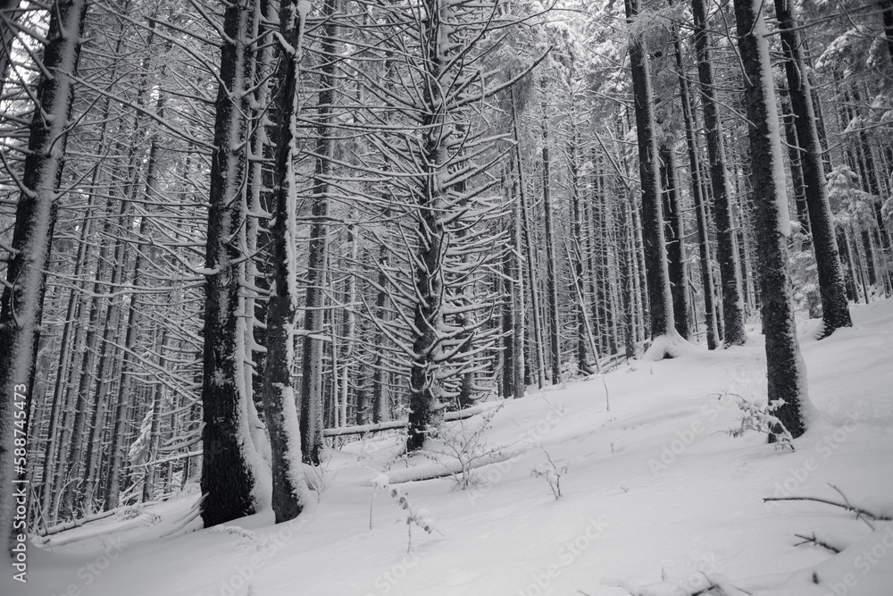 A tranquil winter scene of a pines forest covered in snow A tranquil winter scene of a pines forest covered in snow