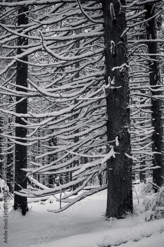 A tranquil winter scene of a pines forest covered in snow © Sasha