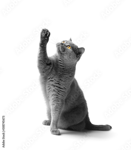 The cat on its hind legs reaches for a treat.
