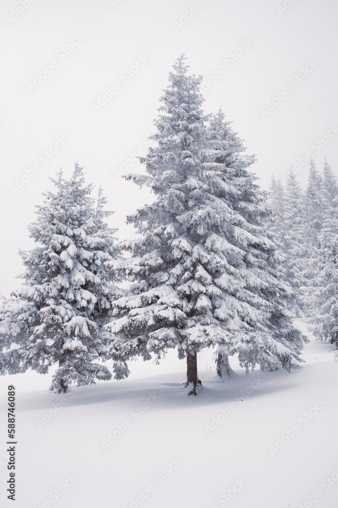 Pine trees covered in the thick white snow 
Carpathian mountains in Ukraine