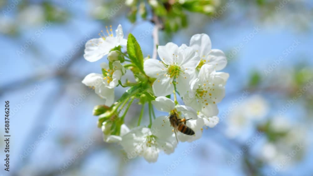 Honey Bee Pollinating Cherry Flowers on Tree in Spring Blossom Honey Bee Pollinating Cherry Flowers on Tree in Spring Blossom