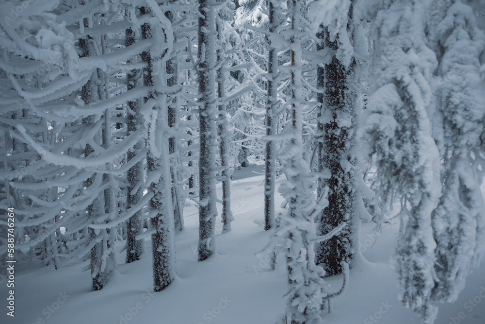 Beautiful view of the winter forest with snow-covered pine trees Beautiful view of the winter forest with snow-covered pine trees