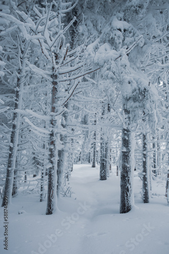 Beautiful view of the winter forest with snow-covered pine trees © Sasha