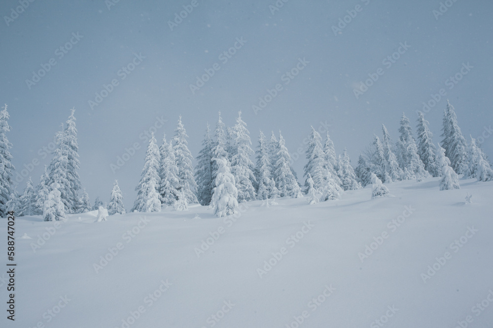 Winter wonderland with snow-capped pine trees in the mountains Winter wonderland with snow-capped pine trees in the mountains