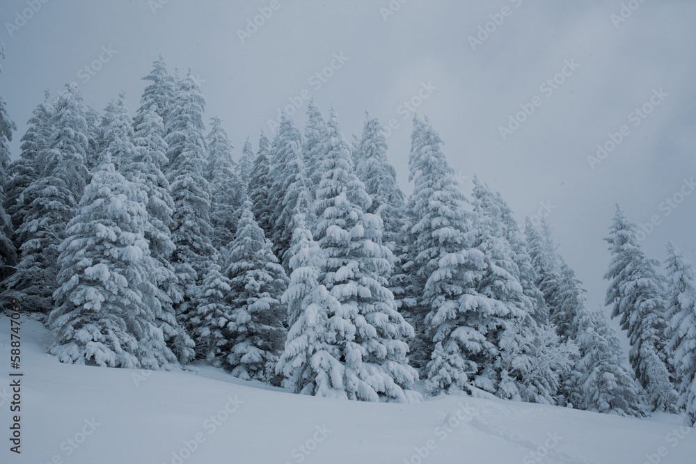 Winter wonderland with snow-capped pine trees in the mountains Winter wonderland with snow-capped pine trees in the mountains