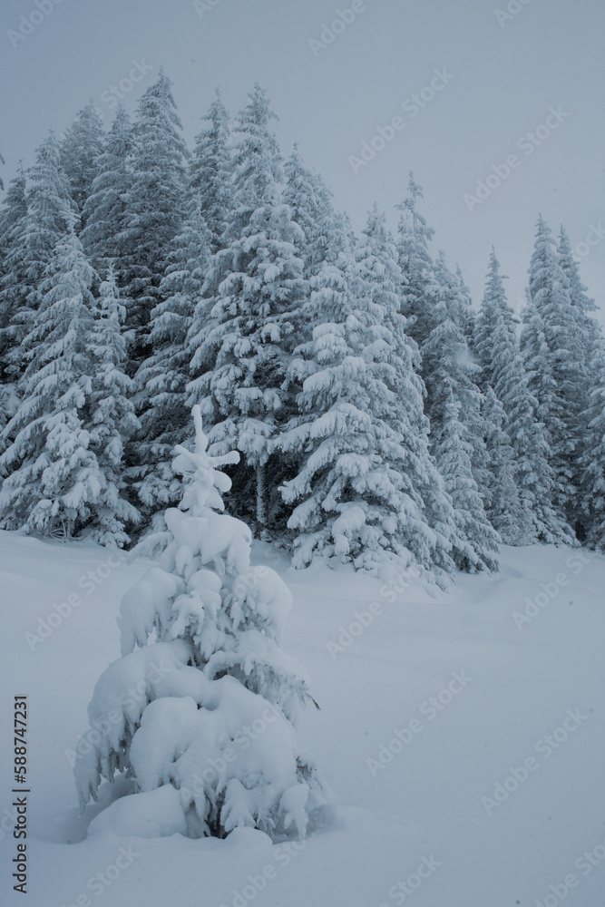 Fototapeta premium A snowy forest landscape with tall pine trees in the mountains