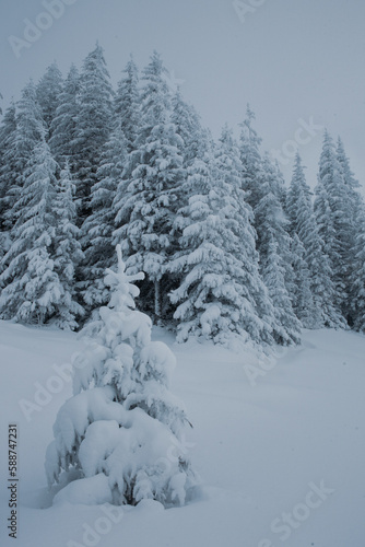 A snowy forest landscape with tall pine trees in the mountains © Sasha