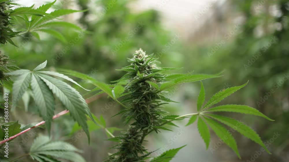 A close up of a ripe blooming female marijuana flower and leafs growing in homemade garden. Shallow depth of field and blurred background. Illuminated by soft daylight. Camera moving up. Close-up. A close up of a ripe blooming female marijuana flower and leafs growing in homemade garden. Shallow depth of field and blurred background. Illuminated by soft daylight. Camera moving up. Close-up.