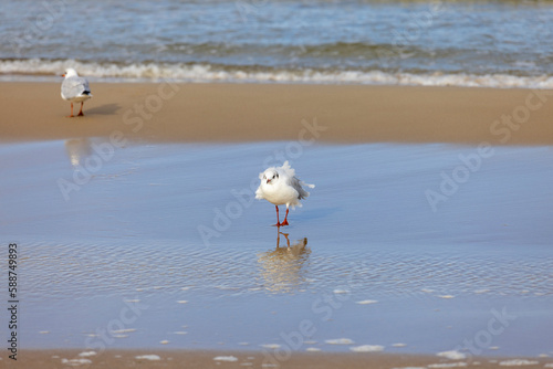 Sea gull walking on the sand by water of the Baltic Sea, the foamy water of the Baltic Sea, Island Wolin, Miedzyzdroje, Poland photo