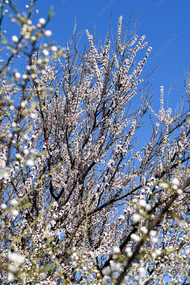 White flowers on tree blooming in spring blurred background. White flowers on tree blooming in spring blurred background.