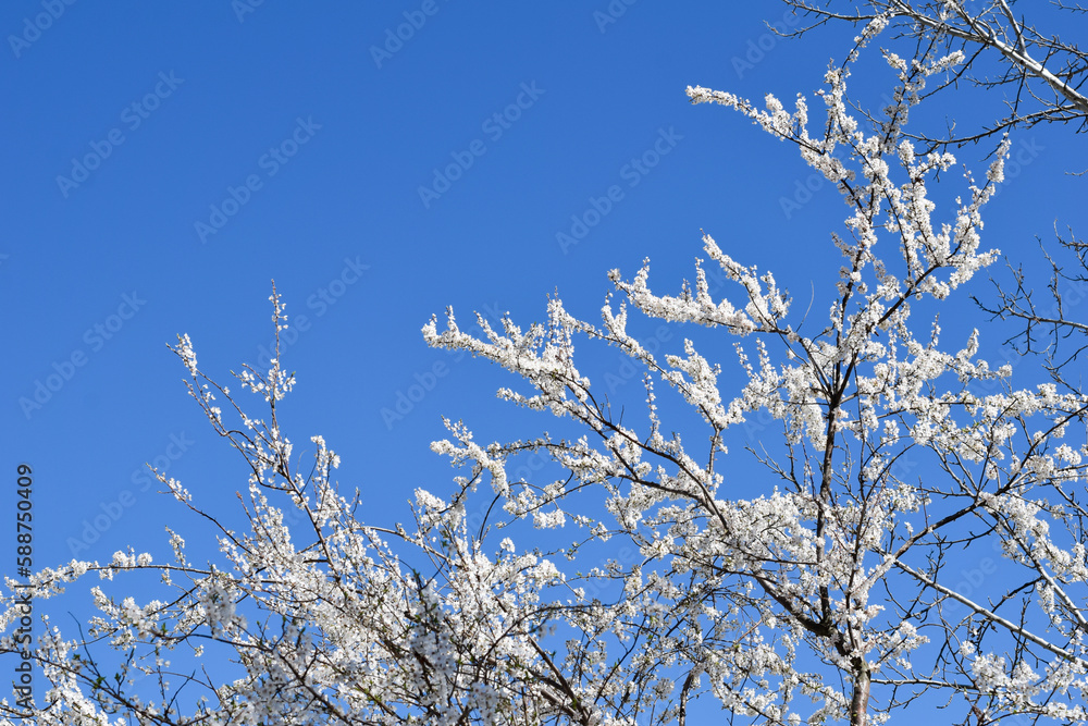 Blossoming tree branches on blue sky, white flowers
