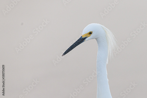 A close up of a snowy egret