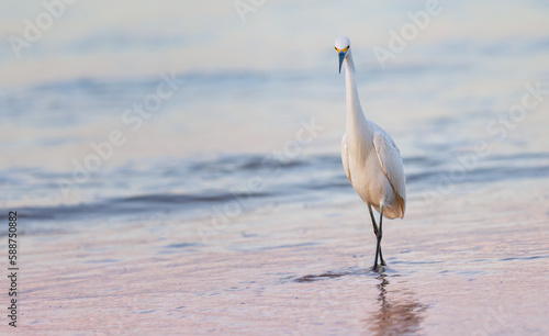 A snowy egret walking along the beach at sunrise photo