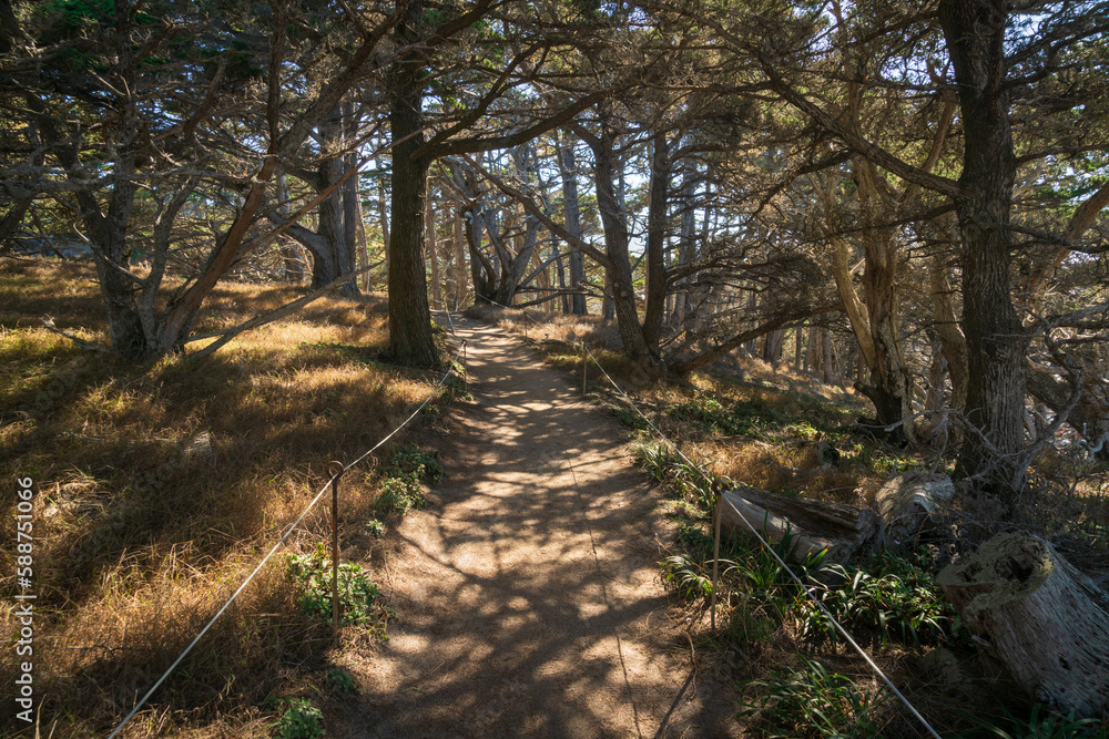 Trail at Point Lobos State Natural Reserve Trail at Point Lobos State Natural Reserve