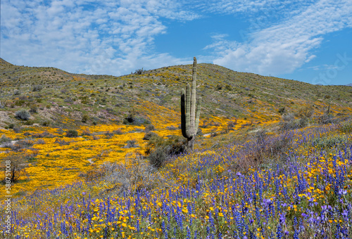 A Saguaro Cactus In A Field Of Blooming Wildflowers In Arizona 2023  photo