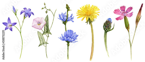 Fotografie watercolor drawing wild flowers, spreading bells, bindweed, chicory, dandelion a