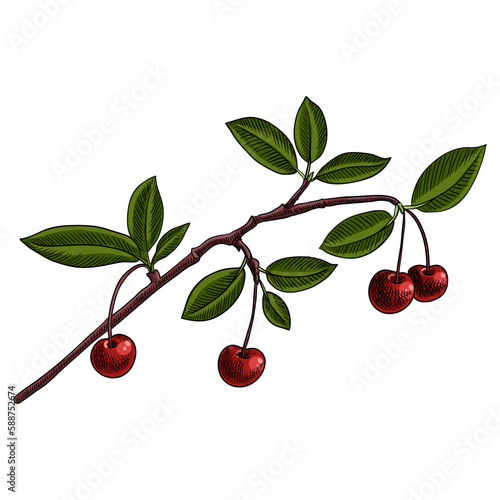 vector drawing branch of cherry with green leaves and red berries isolated at white background, hand drawn illustration