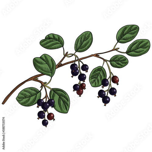 vector drawing branch of shadbush with berries and green leaves isolated at white background, hand drawn illustration