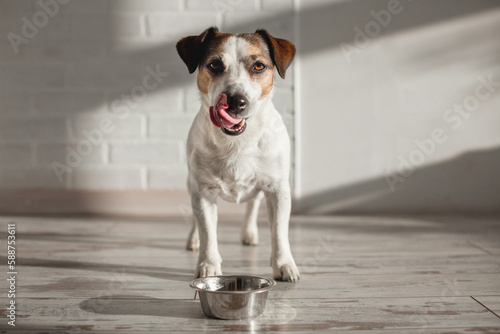 Cute dog eating food from bowl