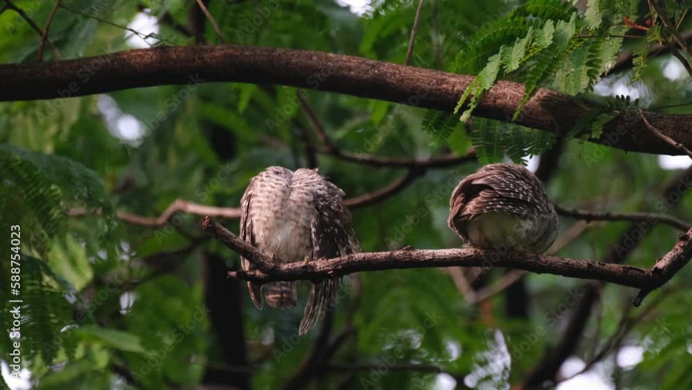 Separated as they perch and preen the one on the left moves to the right to groom each other, Spotted Owlet Athene brama, Thailand. Separated as they perch and preen the one on the left moves to the right to groom each other, Spotted Owlet Athene brama, Thailand.