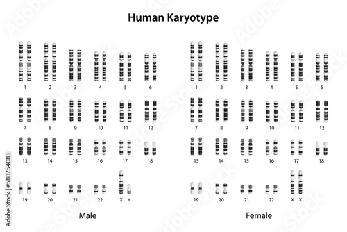 Human Karyotype (male and female) photo