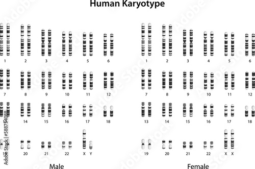 Human Karyotype (male and female) photo