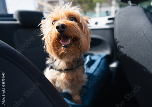 Happy little dog smiling in the back seat of a car