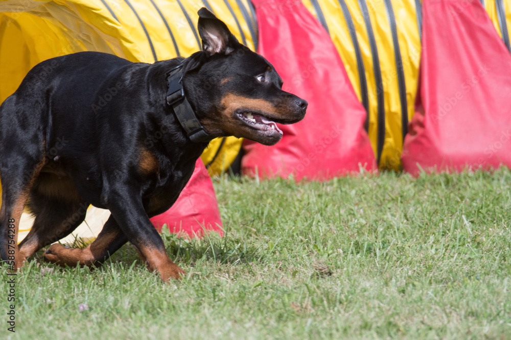 Rottweiler running through tunnel at an agility competition