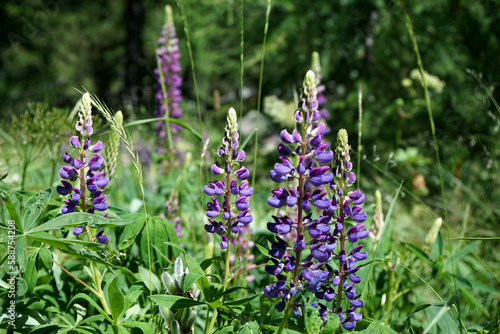Magnificent flowers Switzerland