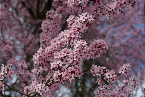 Magnificent flowers Switzerland