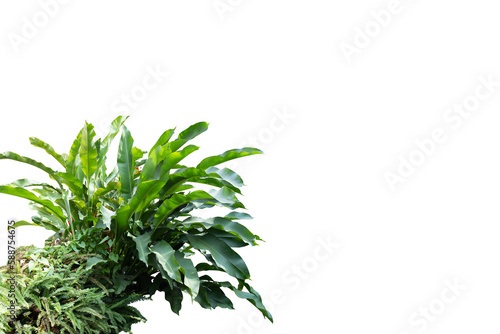 Fototapeta Naklejka Na Ścianę i Meble -  Philodendron growth in shade garden