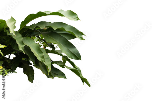 Philodendron growth in shade garden