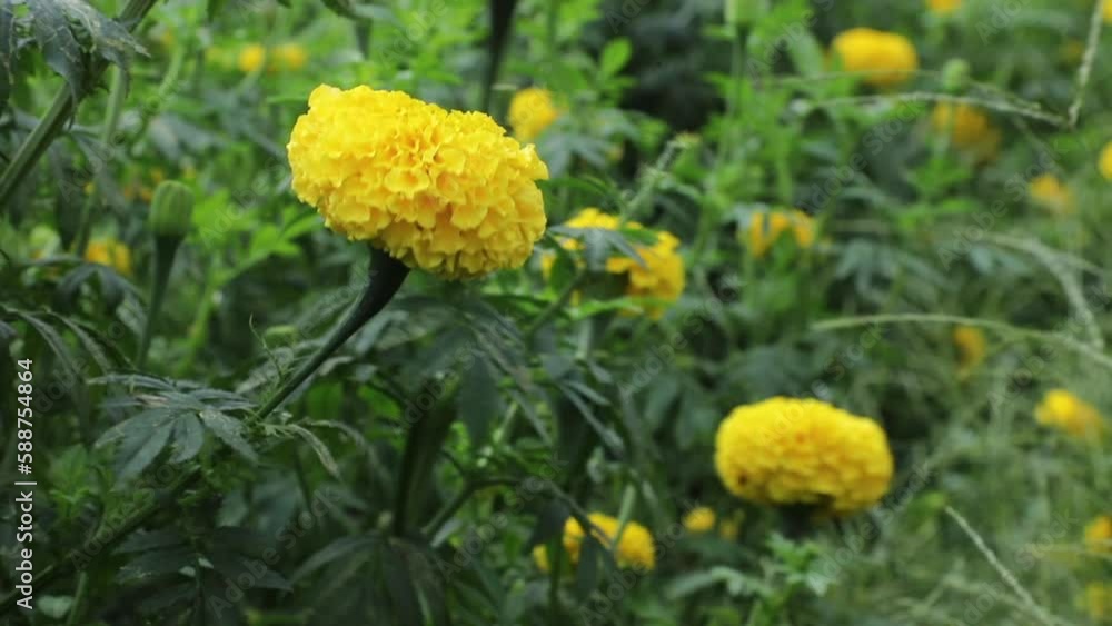 A blooming marigold flower swaying in the wind A blooming marigold flower swaying in the wind
