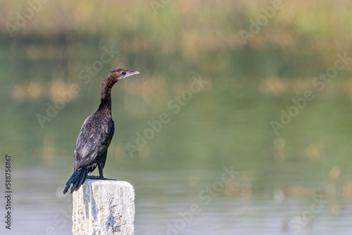 A Cormorant on a pillar