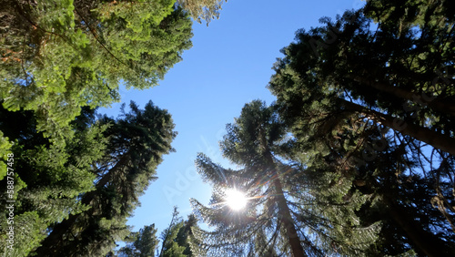 wild forest green foliage - plants, greenery and brushwood - photo of nature photo