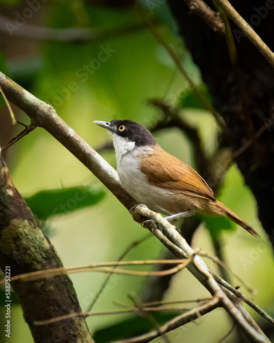 adult dark-fronted babbler perched on a tree branch photo