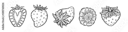 Hand drawn strawberry collection isolated on white background. Vector illustration.
