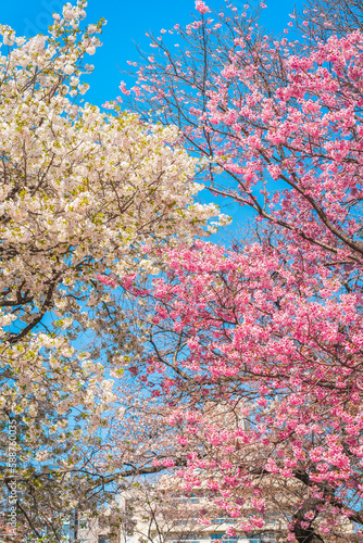 Shinjuku Gyoen Cherry Blossoms, Shinjuku Gyoen National Garden, Naitomachi, Shinjuku City, Tokyo