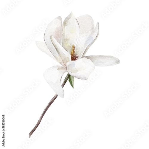 white magnolia on white background