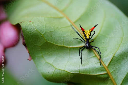Amazon Thorn Spider Micrathena Schreibersi on a leaf in Amazonas rainforest. Extremely colored spider, base color yellow with two tail spikes in fire red and black. Near the village Solimoes, Brazil.