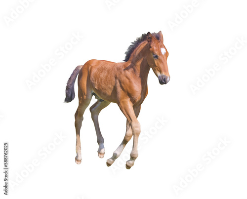 Running foal brown color isolated photo