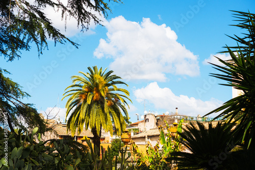 palm trees blue sky and a building in Rome in the background