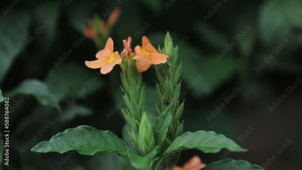 Blooming Cossandra flowers swaying in the wind Blooming Cossandra flowers swaying in the wind