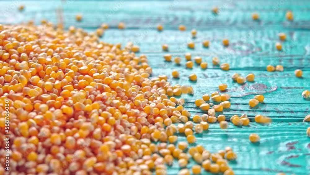 Corn seeds. Pile of raw corn grains is turning closeup on blue rustic